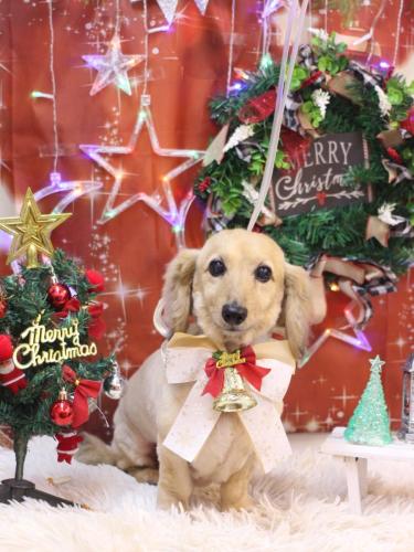 20231229ここあちゃん